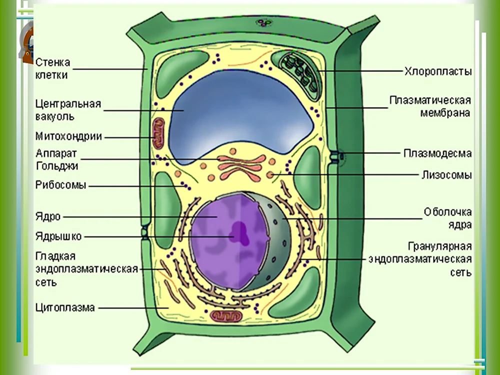 Строение эукариотической клетки растения