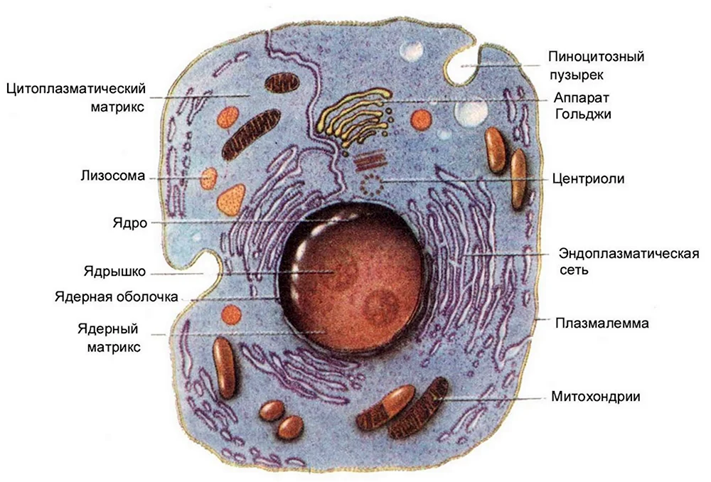 Строение эукариотической клетки животного