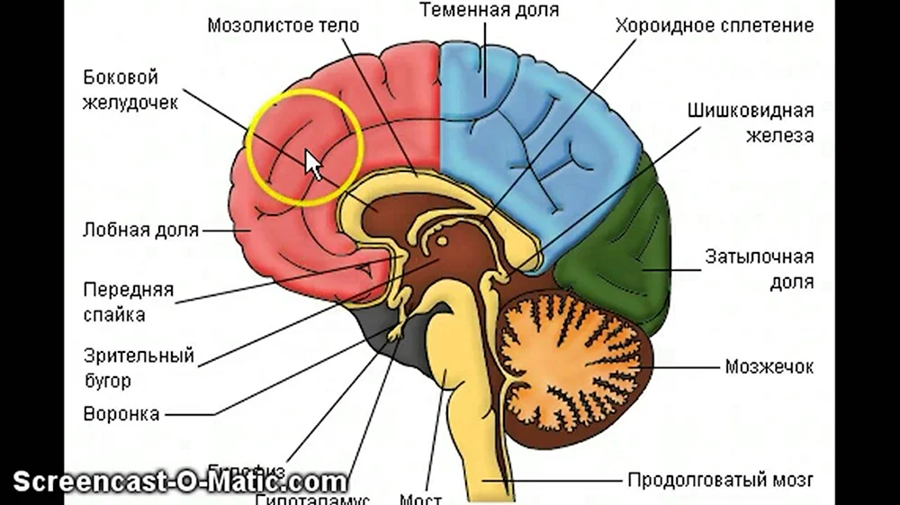Строение головного мозга анатомия человека