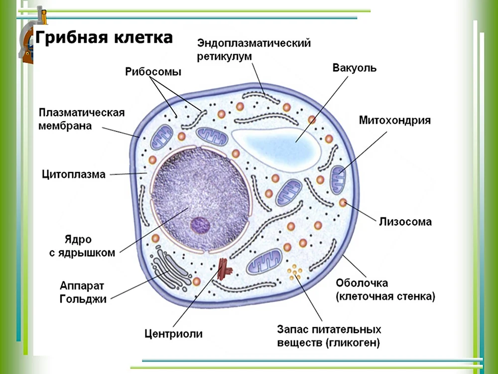 Строение грибной клетки эукариот