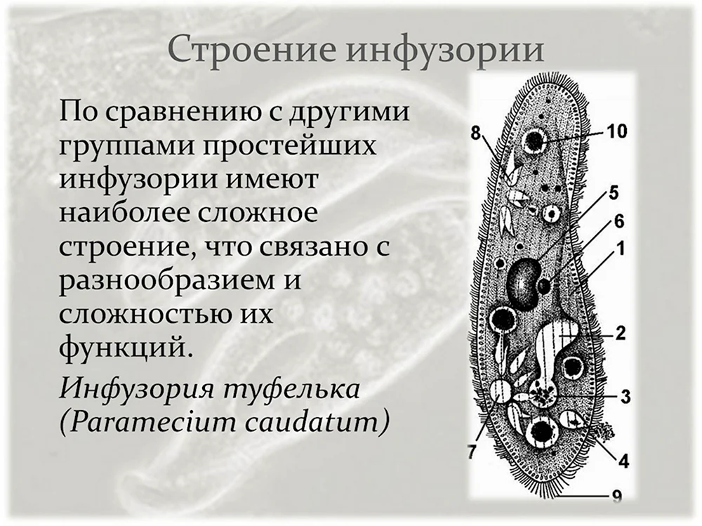 Строение инфузории туфельки