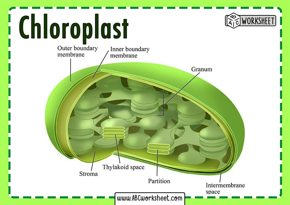 Строение хлоропласта без подписей