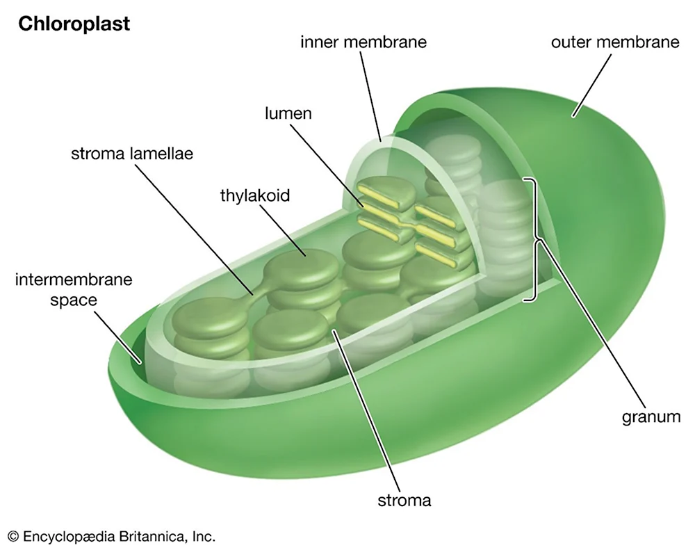 Строение хлоропласта Ламелла