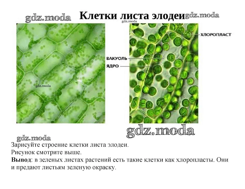 Строение хлоропласты в клетках листа элодеи