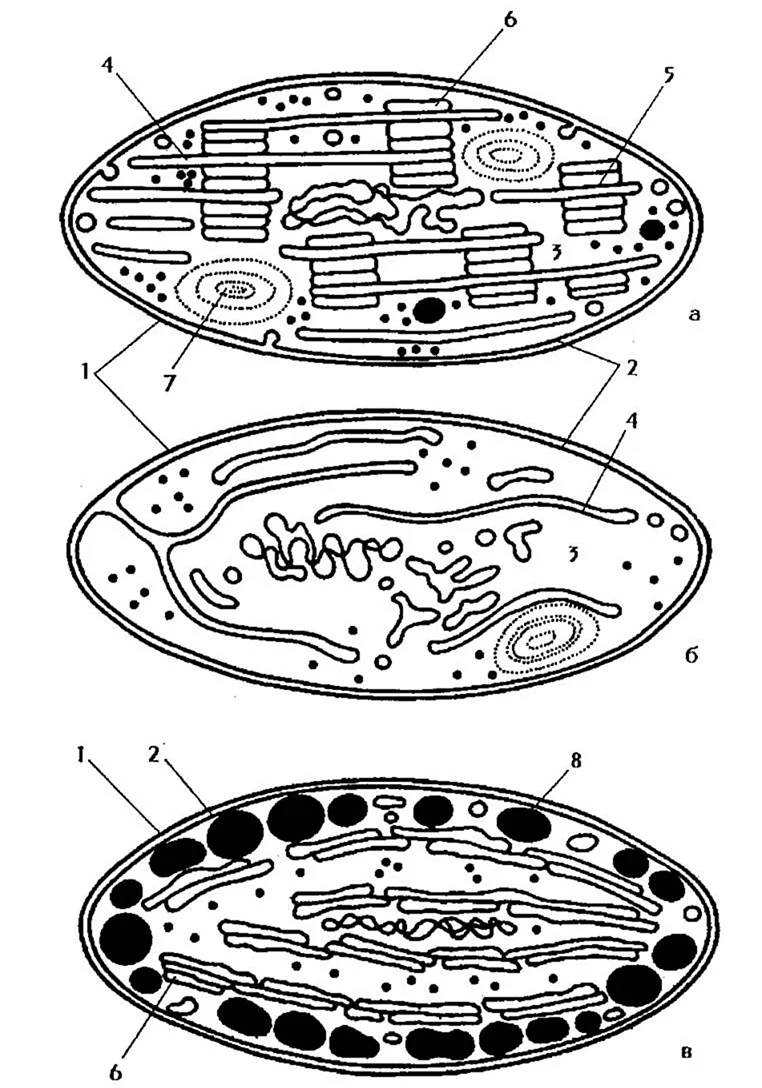 Строение клетки хлоропласты