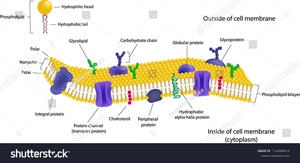Строение клеточной мембраны нейрона