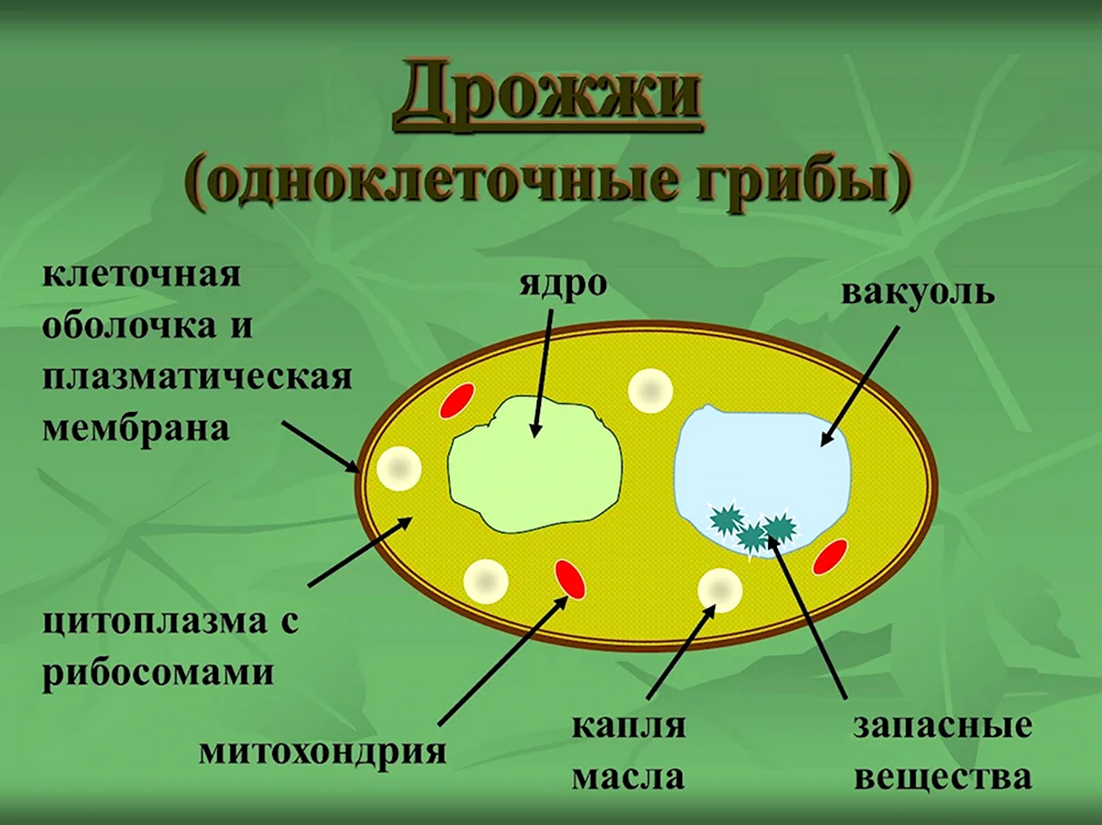 Дрожжи состоят из одной клетки. Строение грибной клетки дрожжи. Одноклеточные грибы дрожжи строение. Строение клетки гриба дрожжи.