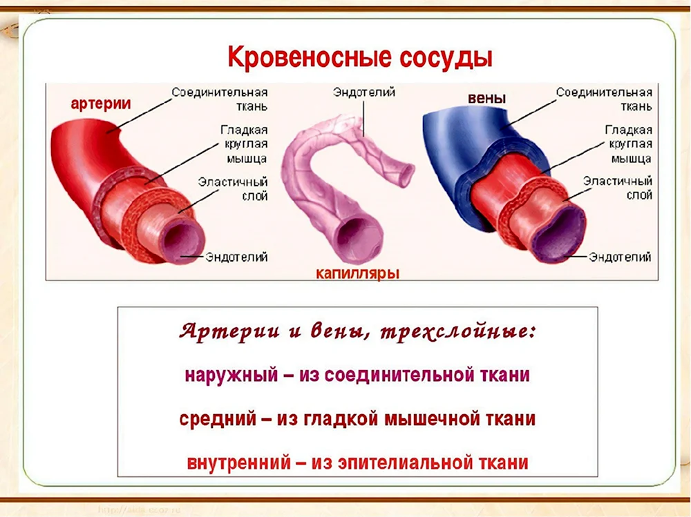 Строение кровеносных сосудов вены