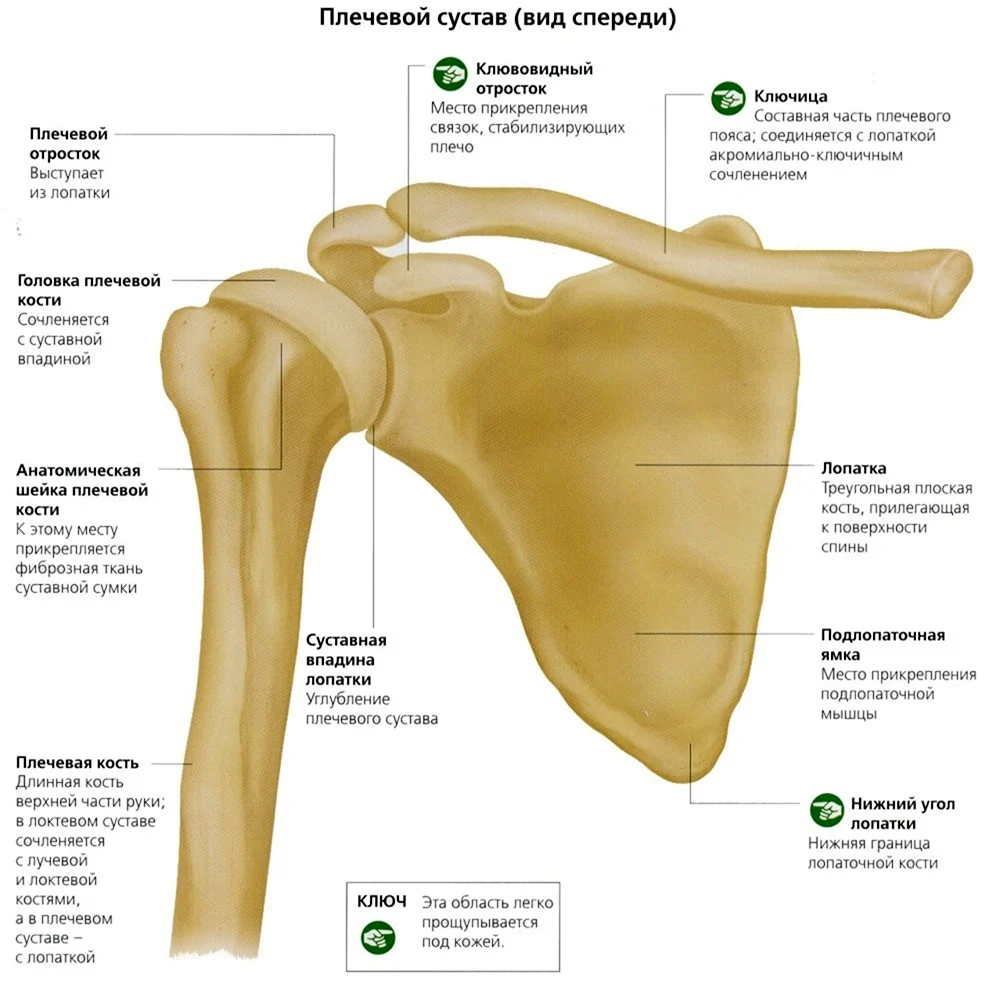 Строение лопаточно плечевого сустава