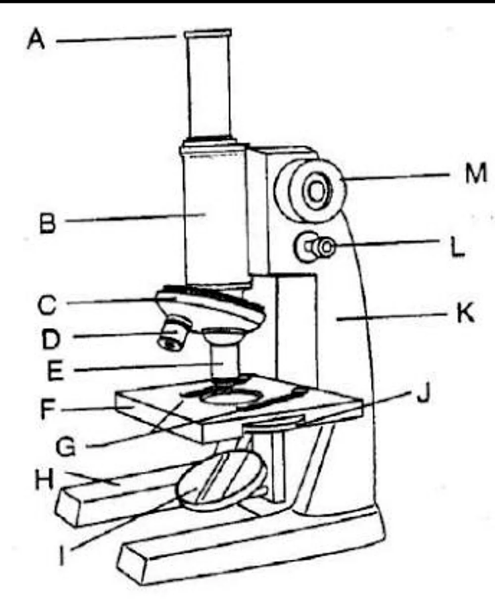 Строение микроскопа срисовать