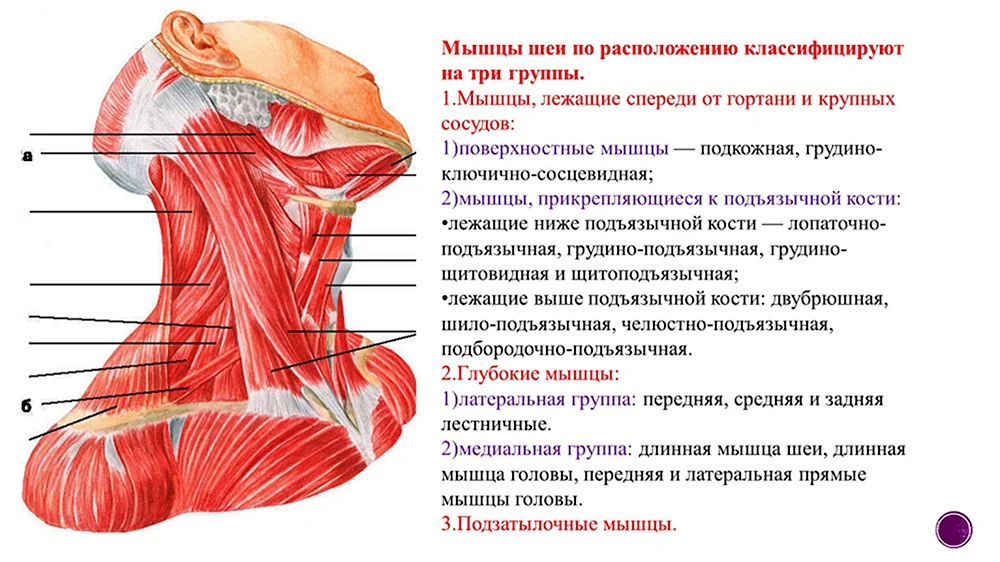 Строение мышц шеи сзади