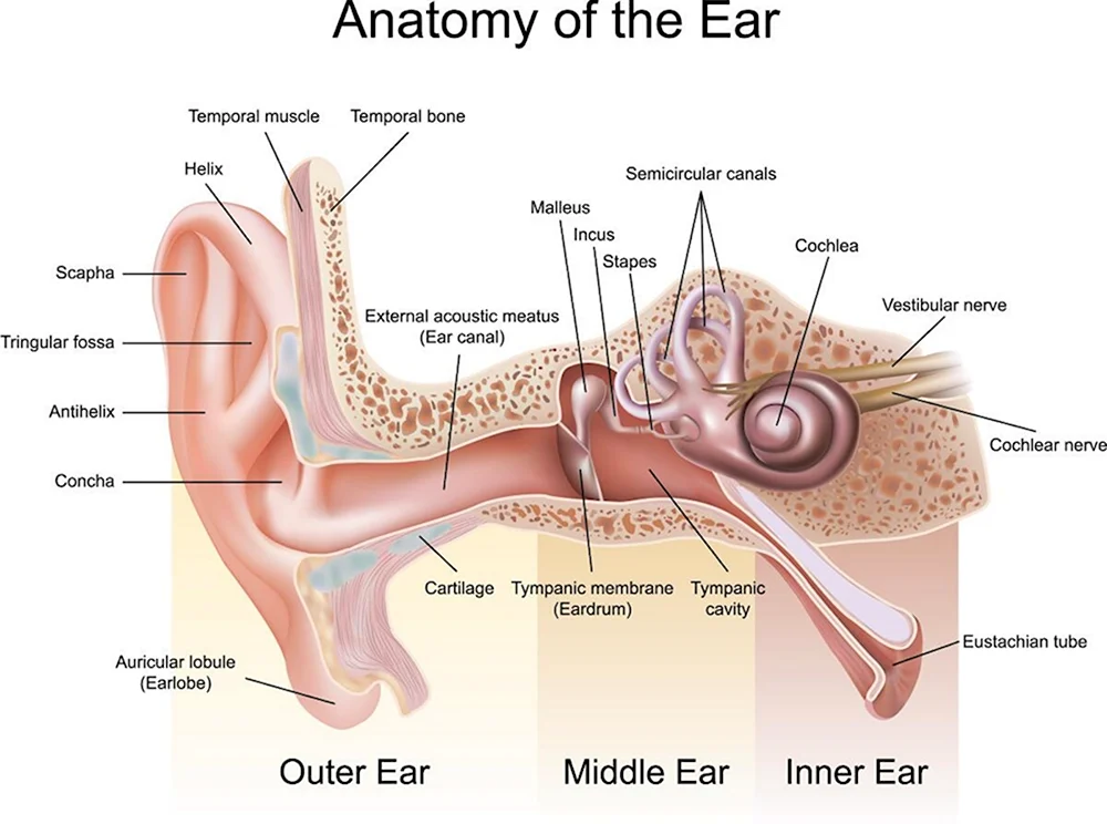 Строение наружного среднего и внутреннего уха