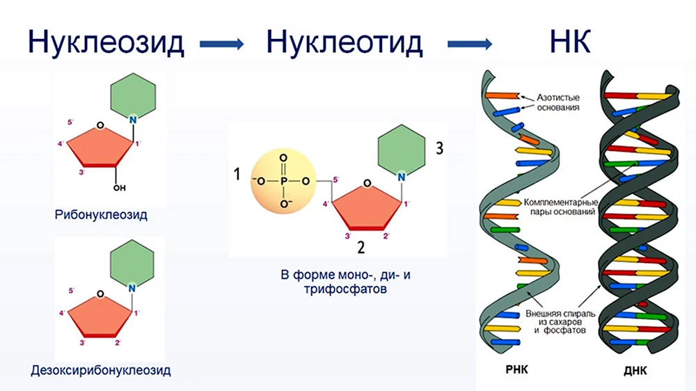 Строение нуклеотида молекулы ДНК