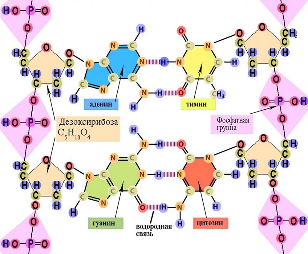 Строение нуклеотида молекулы ДНК