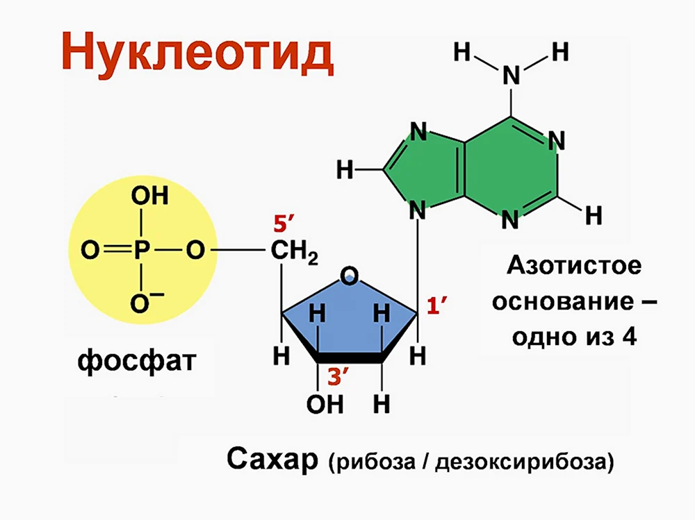 Строение нуклеотидных оснований