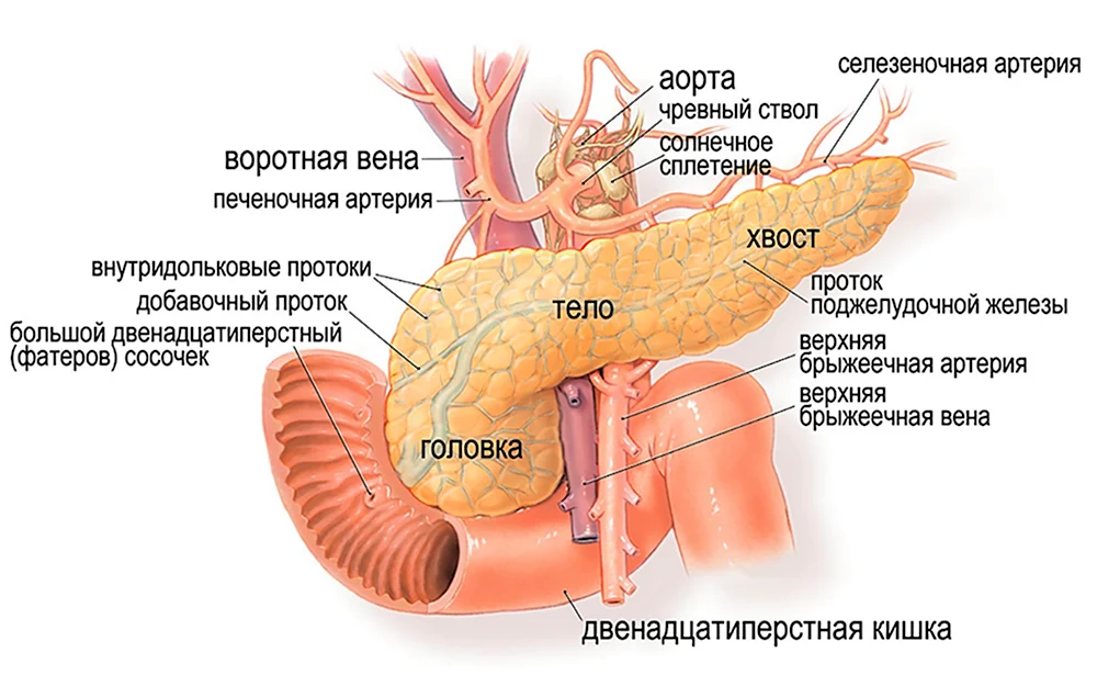 Строение поджелудочной железы анатомия