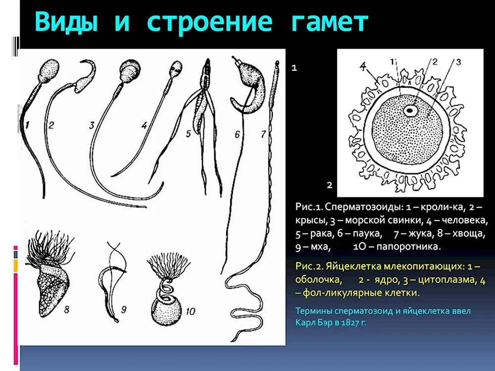 Строение половых клеток