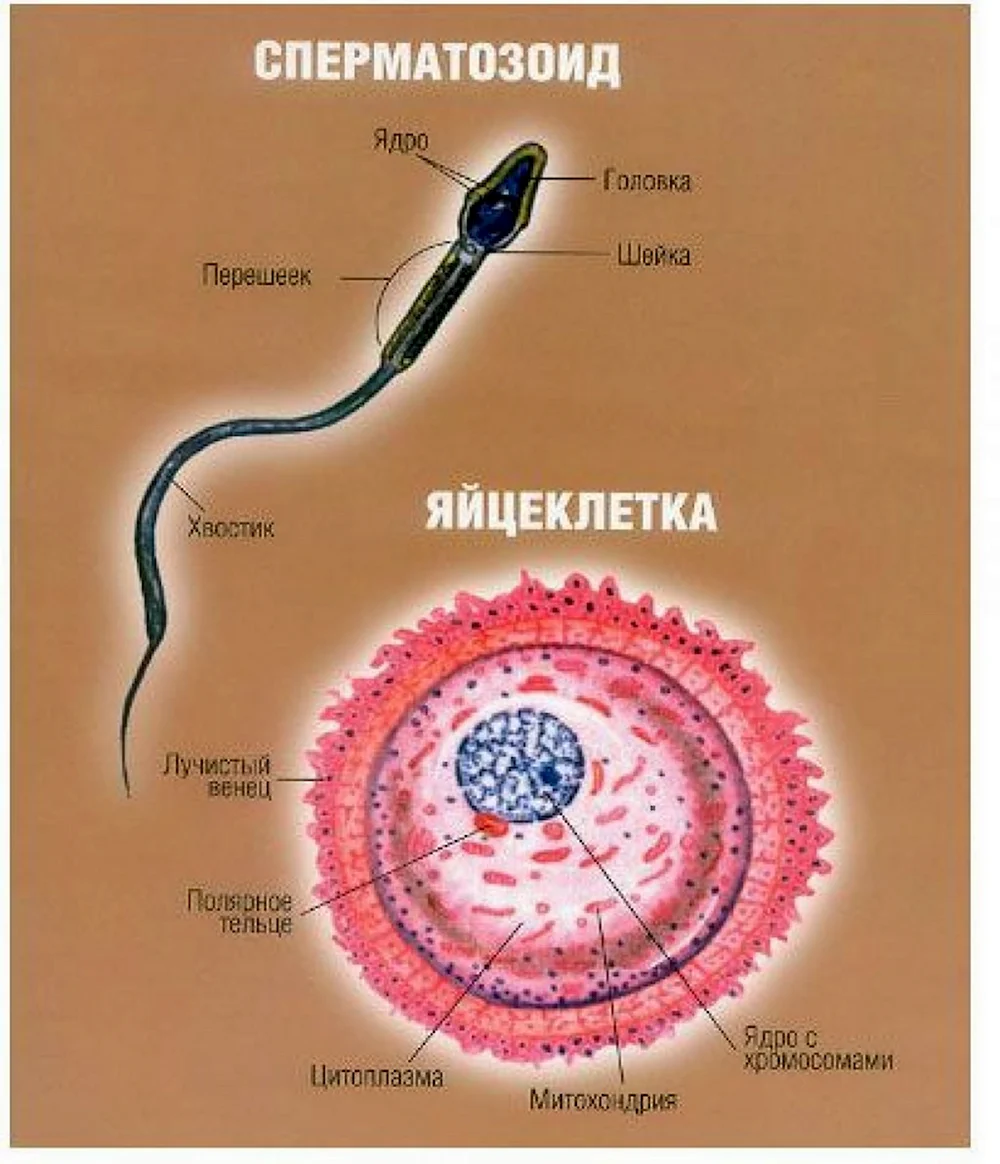 Строение половых клеток яйцеклетка