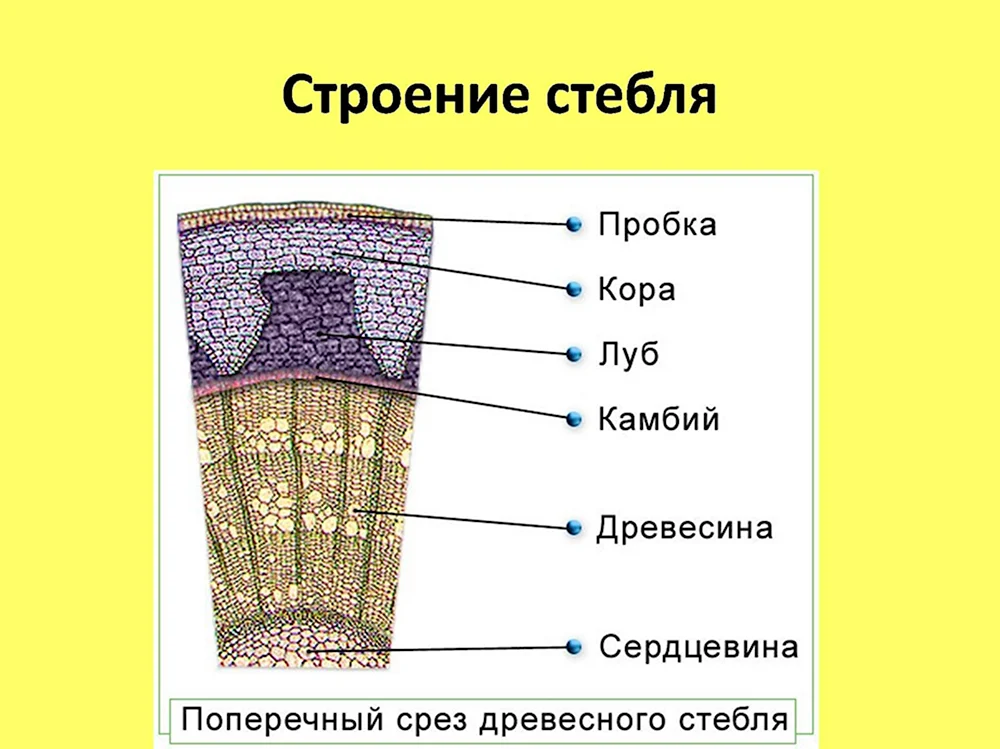 Строение поперечного среза древесного стебля