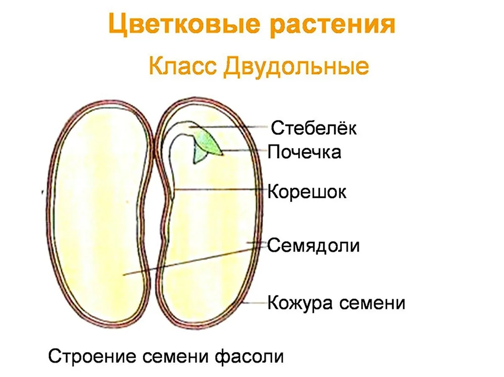 Строение семени двудольного растения