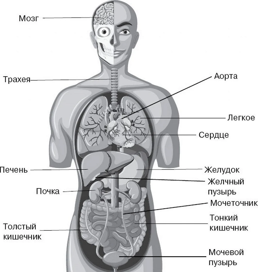 Строение тела человека внутренние органы