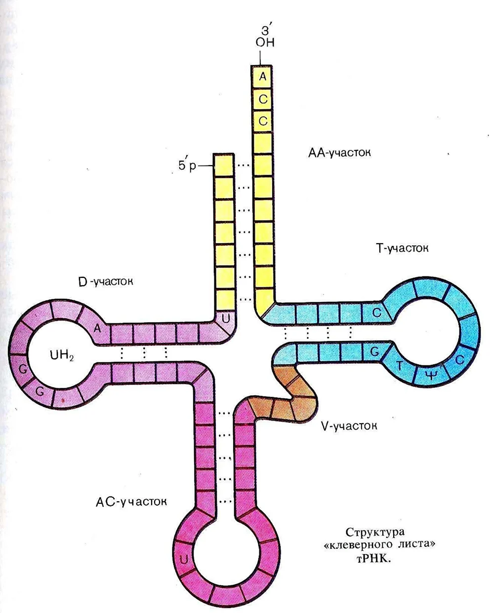 Строение транспортной РНК