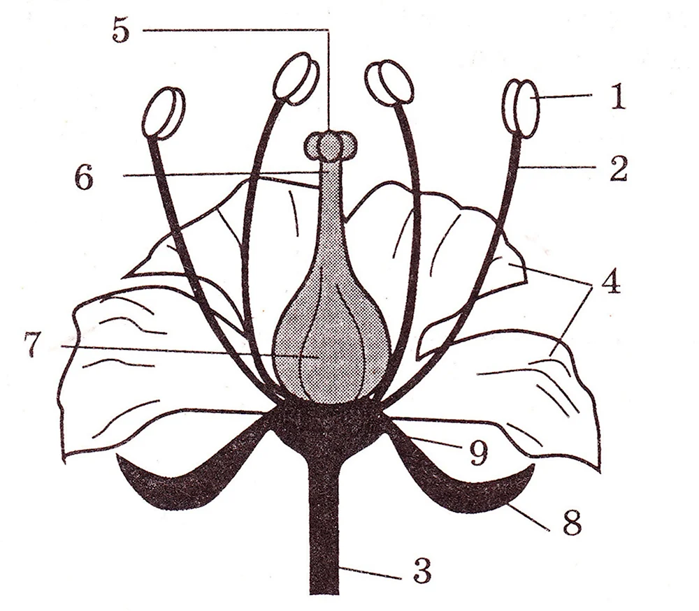 Строение цветка биология 6