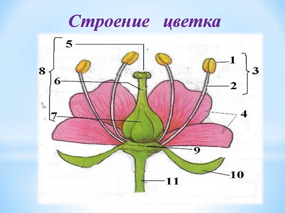 Строение цветка яблони биология 6 класс схема