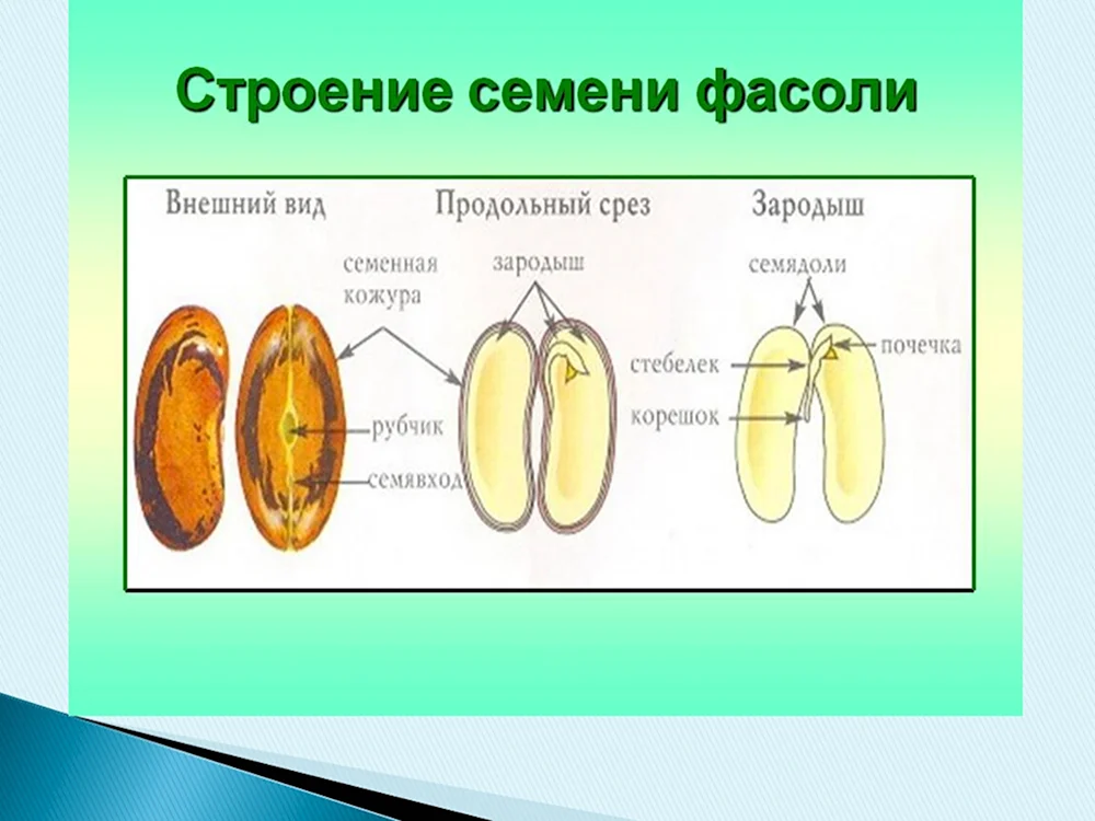 Строение зародыша фасоли рисунок