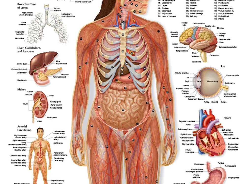 Структура человека внутренние органы женщины