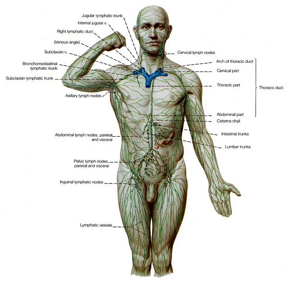 Структура лимфатической системы схема