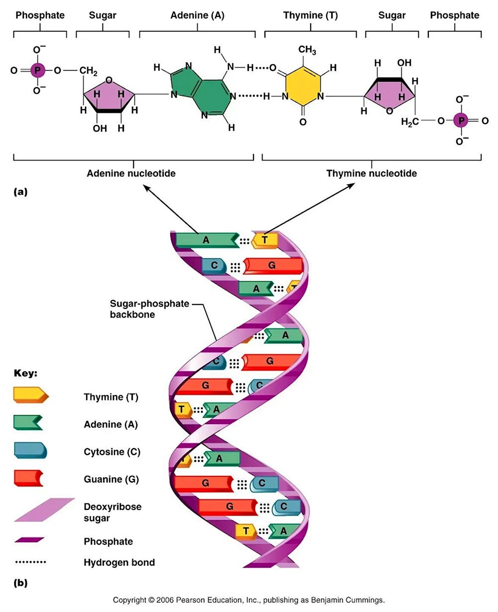 Структура молекулы ДНК таблица