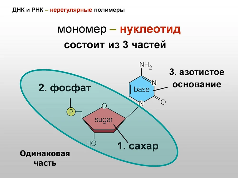 Структура нуклеотида РНК