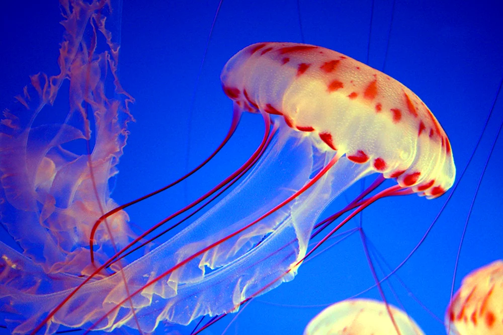 Сцифоидные медузы