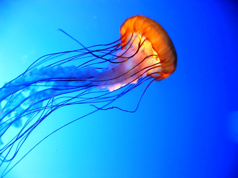 Сцифоидные медузы