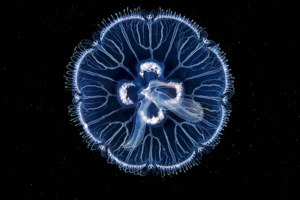 Сцифоидные медузы Аурелия