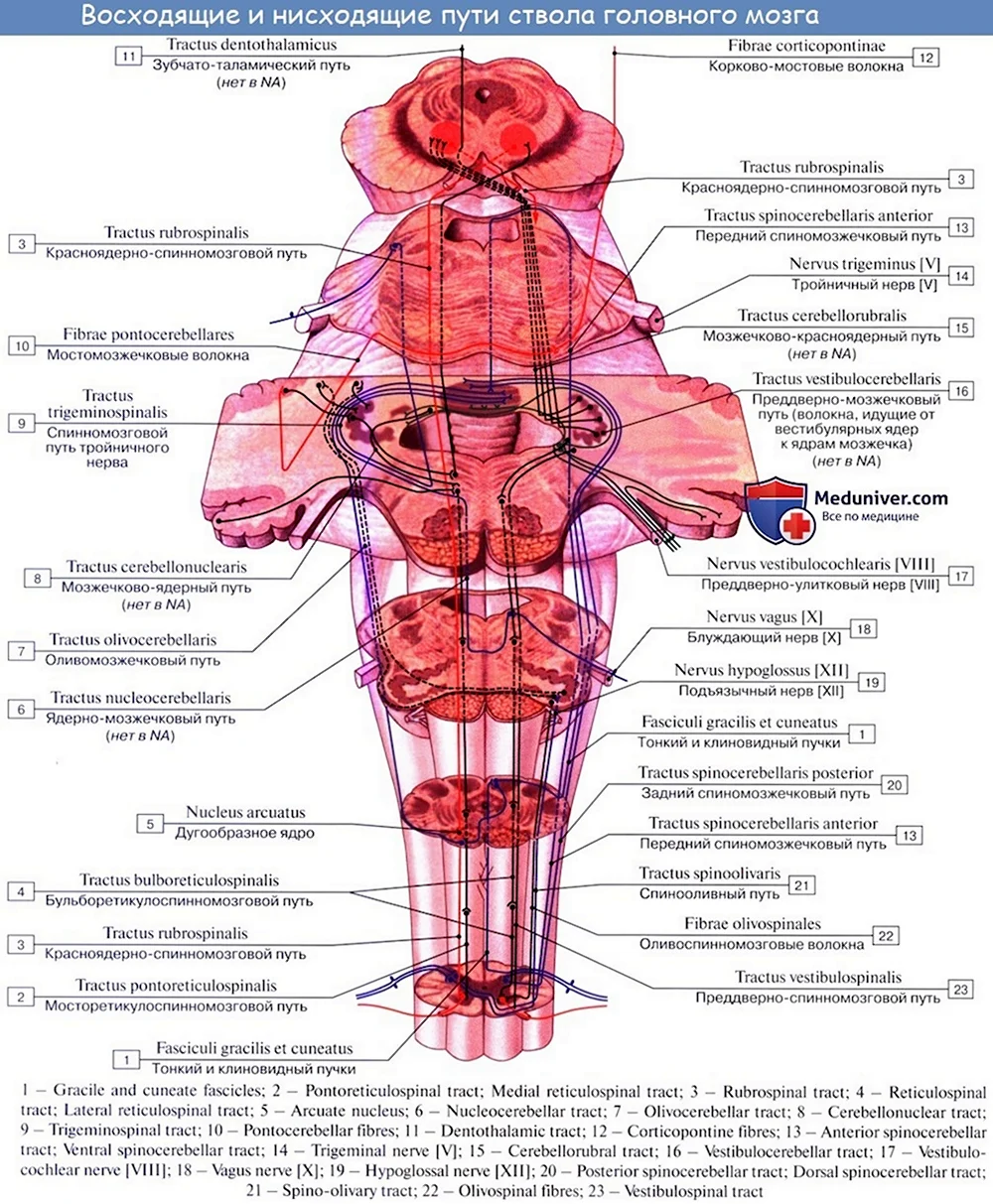 Ствол головного мозга анатомия латынь