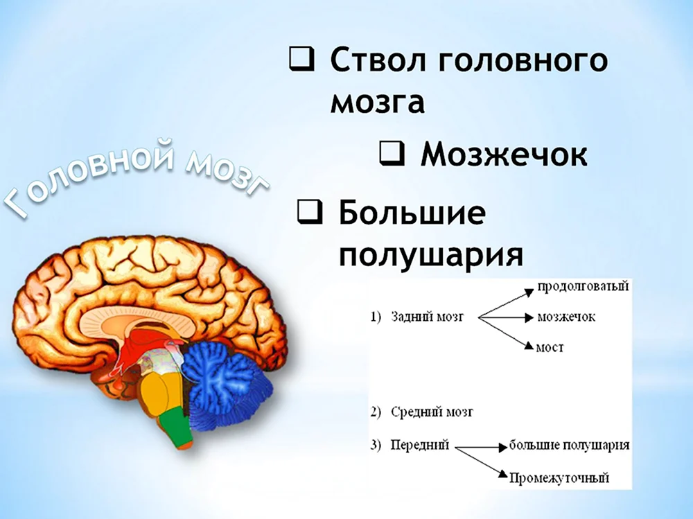 Ствол головного мозга и мозжечок
