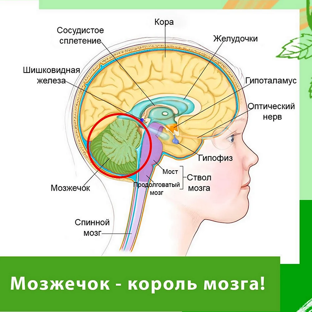 Стволовой части головного мозга