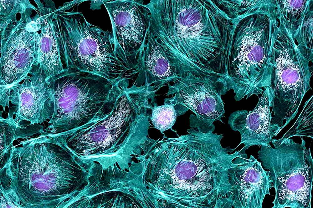 Стволовые клетки микрофотография