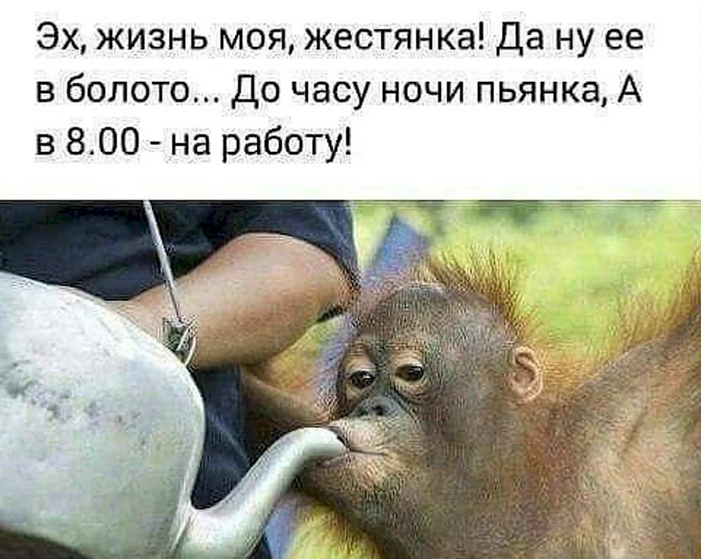 Суббота пьянка