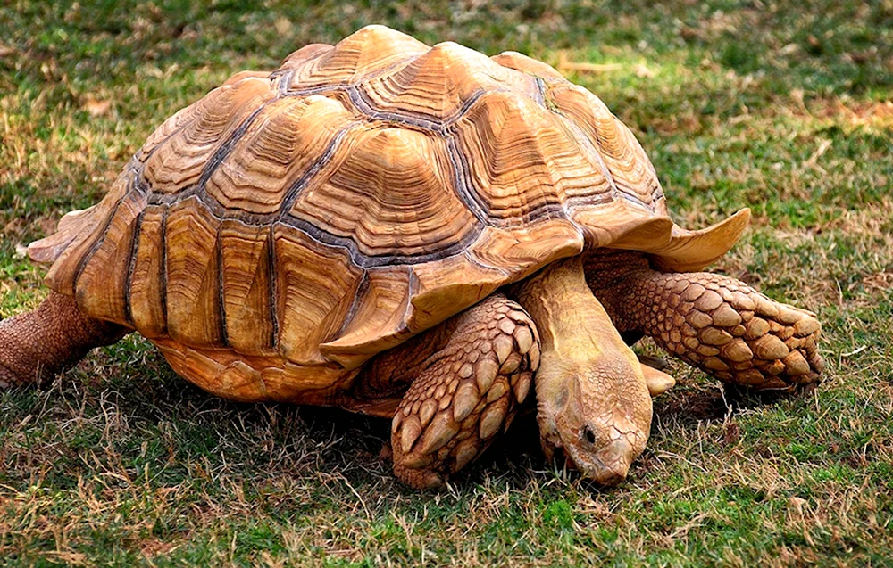 Сухопутная черепаха большая
