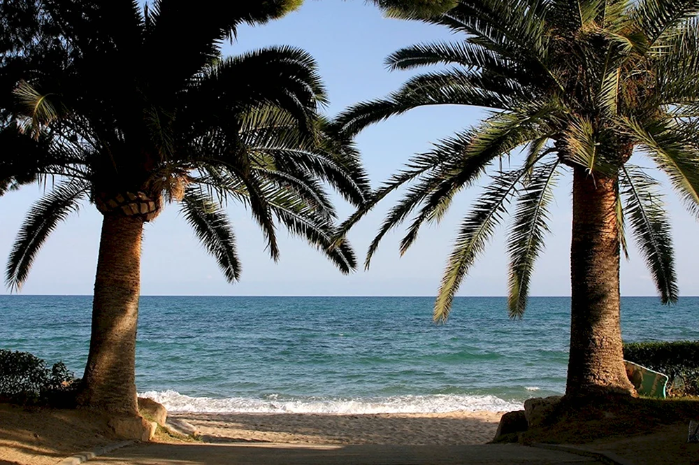 Сухум Абхазия пляж с пальмами