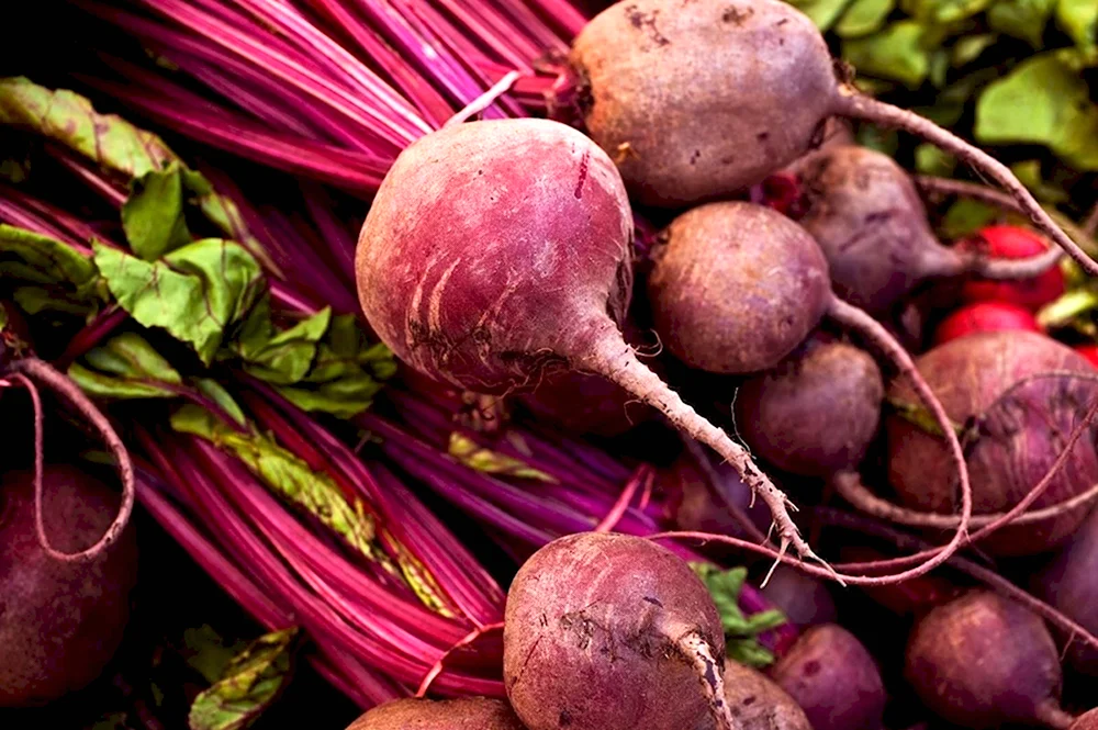 Свекла beetroot