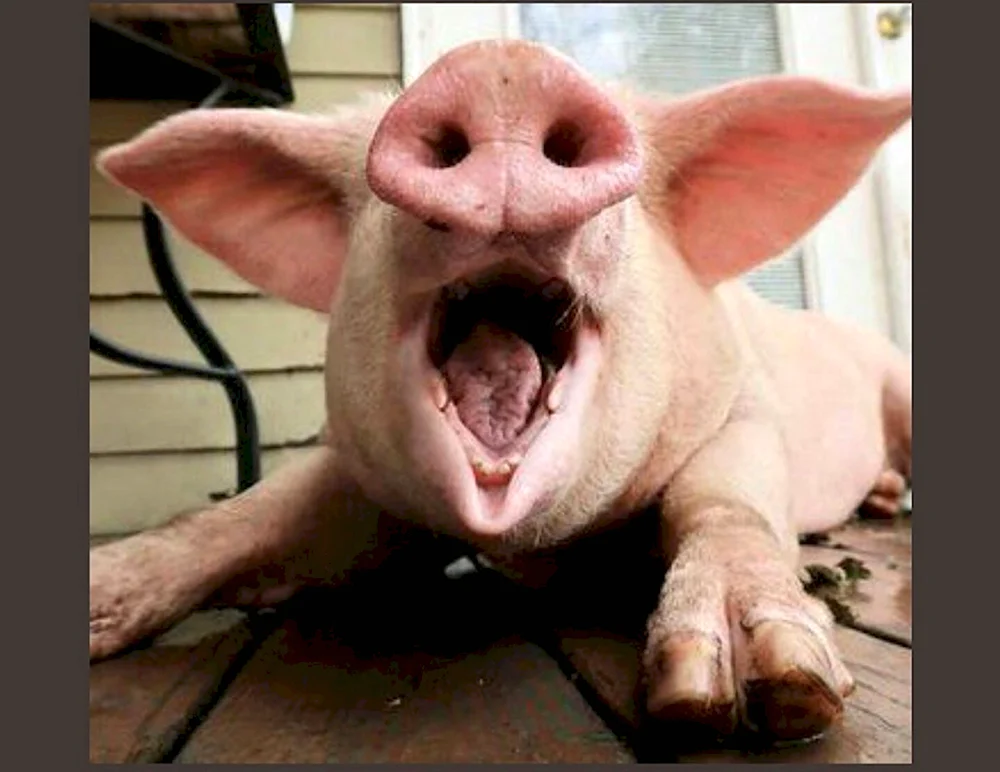 Свинья с открытым ртом