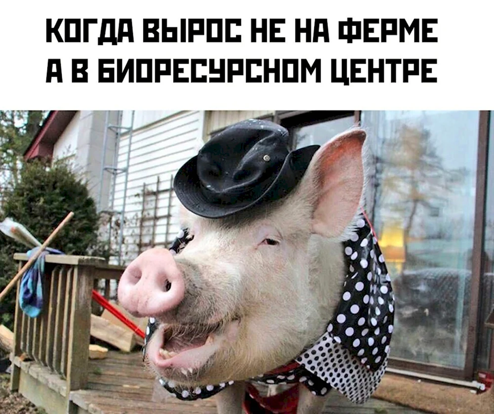 Свинья в одежде