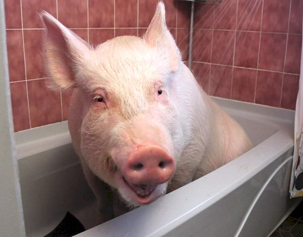 Свинья в ванной