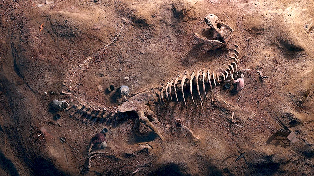 T Rex Fossil