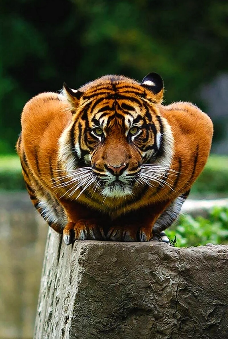 Тайгер тигр