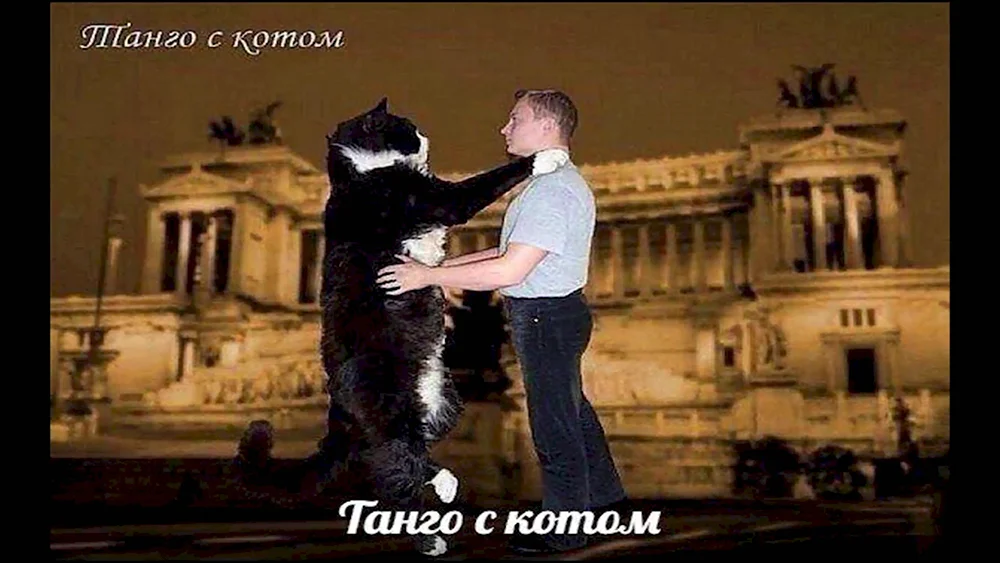 Танго с котом